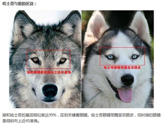 世界的宠物狗基本就这些了，报价图片介绍都有，赶紧收藏啊