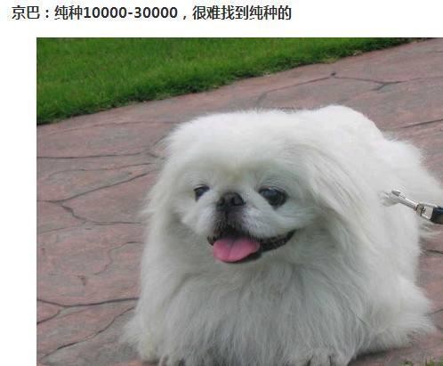 世界的宠物狗基本就这些了，报价图片介绍都有，赶紧收藏啊
