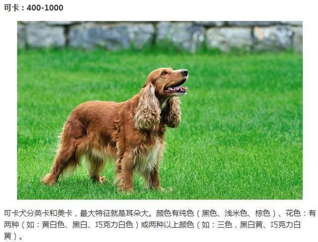 世界的宠物狗基本就这些了，报价图片介绍都有，赶紧收藏啊