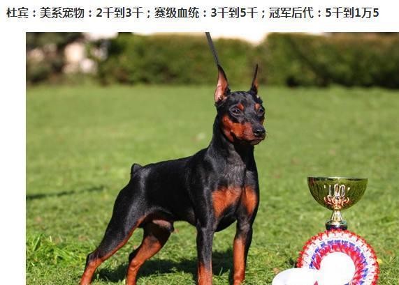 世界的宠物狗基本就这些了，报价图片介绍都有，赶紧收藏啊