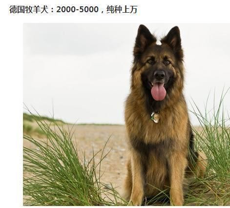 世界的宠物狗基本就这些了，报价图片介绍都有，赶紧收藏啊