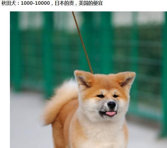 世界的宠物狗基本就这些了，报价图片介绍都有，赶紧收藏啊