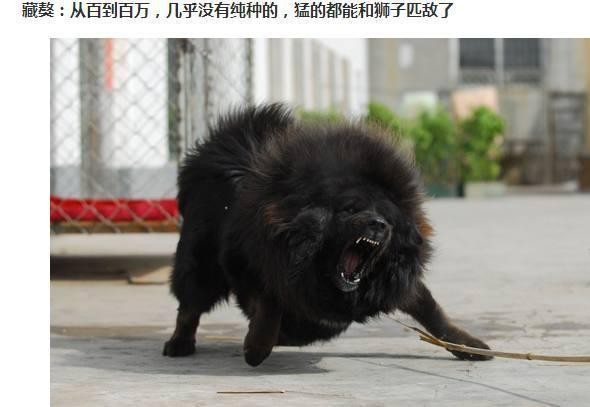 世界的宠物狗基本就这些了，报价图片介绍都有，赶紧收藏啊