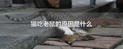 ​猫吃老鼠的原因是什么