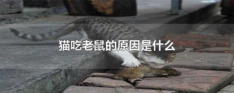 猫吃老鼠的原因是什么
