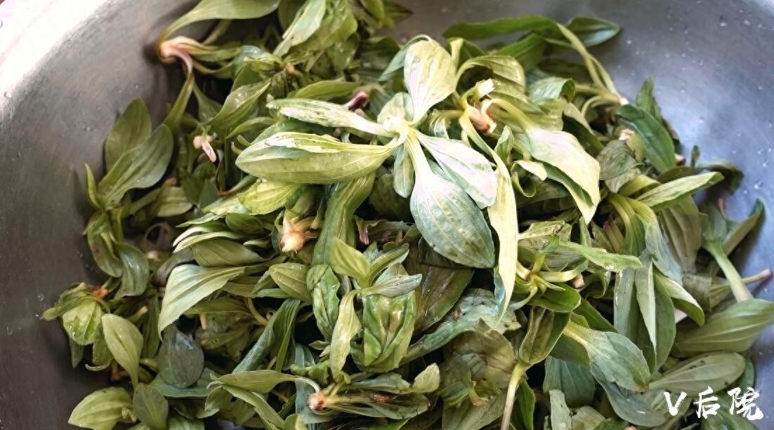 仅用了一种田边地头最不起眼的野菜，就做了两道满族特色菜