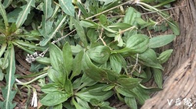 ​仅用了一种田边地头最不起眼的野菜，就做了两道满族特色菜