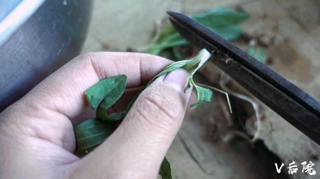 仅用了一种田边地头最不起眼的野菜，就做了两道满族特色菜