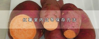 ​红薯室内过冬保存方法