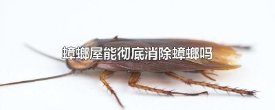 ​蟑螂屋能彻底消除蟑螂吗