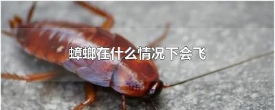 ​蟑螂在什么情况下会飞