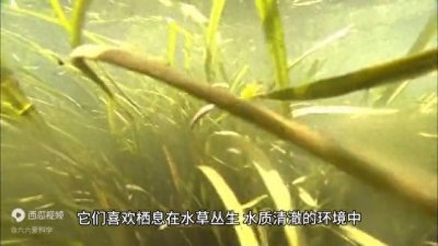 ​银鱼——水中的小精灵