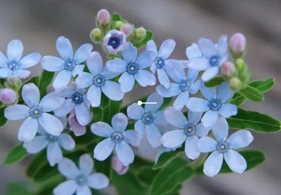 ​蓝星花花语 蓝星花生长习性