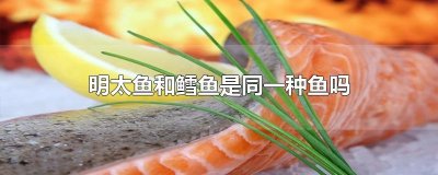 ​明太鱼和鳕鱼是同一种鱼吗