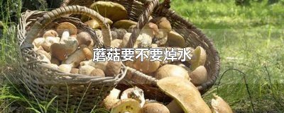 ​蘑菇要不要焯水