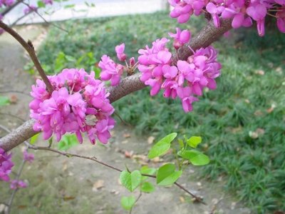 ​风动紫荆香，紫衣染千里——紫荆