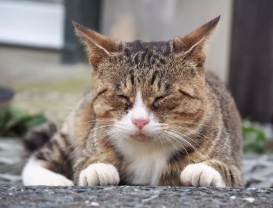 ​日本人为什么那么爱猫？