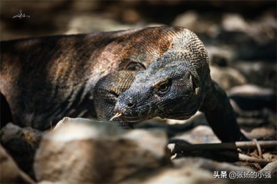 ​「印尼」现存最大的蜥蜴——科莫多龙