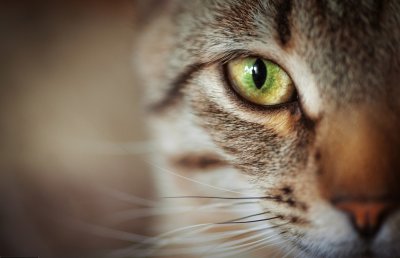 ​狸花猫跌落神坛，被CFA除名，在国外售价上万也成了过去式