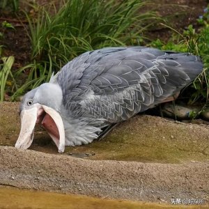 ​最喜欢拔毛送人类的“鲸头鹳”，长相丑萌可爱，却能一口刺穿鳄鱼