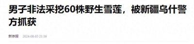 ​黑市卖到2万一朵？天山雪莲价格为什么这么贵？