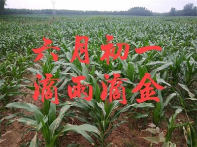 ​农历六月初一是啥节？为何民间有“六月初一，滴雨滴金”的说法？
