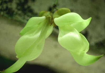 ​神奇的禾雀花