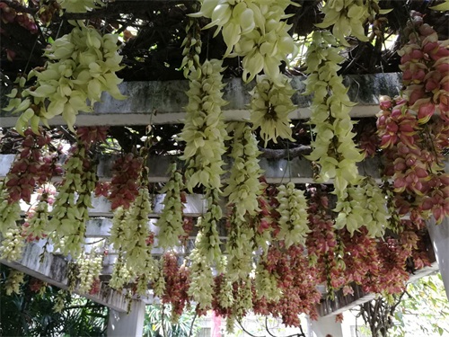 神奇的禾雀花