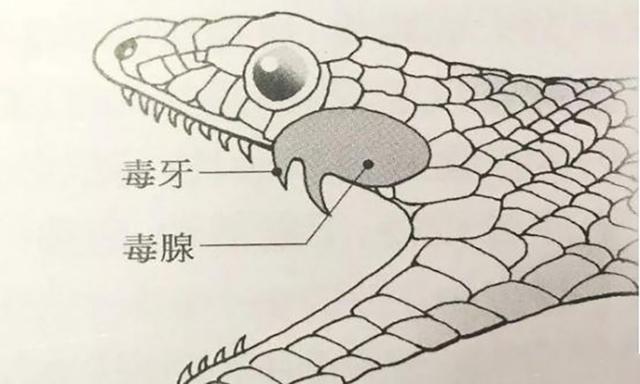 中华眼镜蛇(中国最吓人的一条巨蛇)-图2