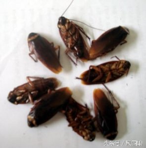 上次治疗胃溃疡喝的康复新液   竟然是从蟑螂里提取的