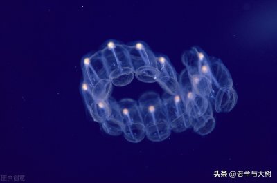 传说中的深海异形——樽海鞘,名副其实的地球净化器,人类救星