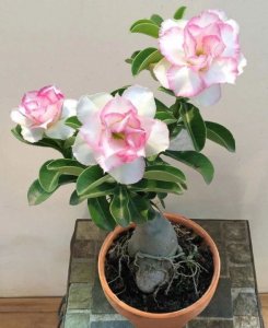 沙漠玫瑰有毒吗(沙漠玫瑰盆栽正确养殖方法分享)