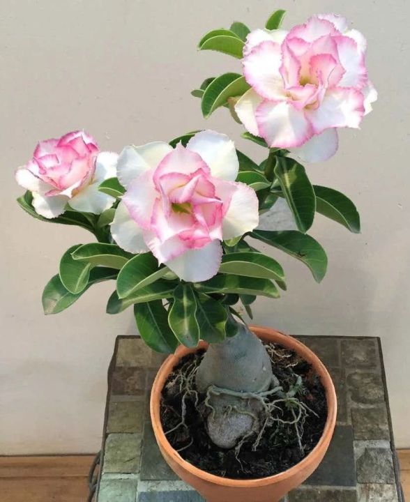 沙漠玫瑰有毒吗(沙漠玫瑰盆栽正确养殖方法分享)