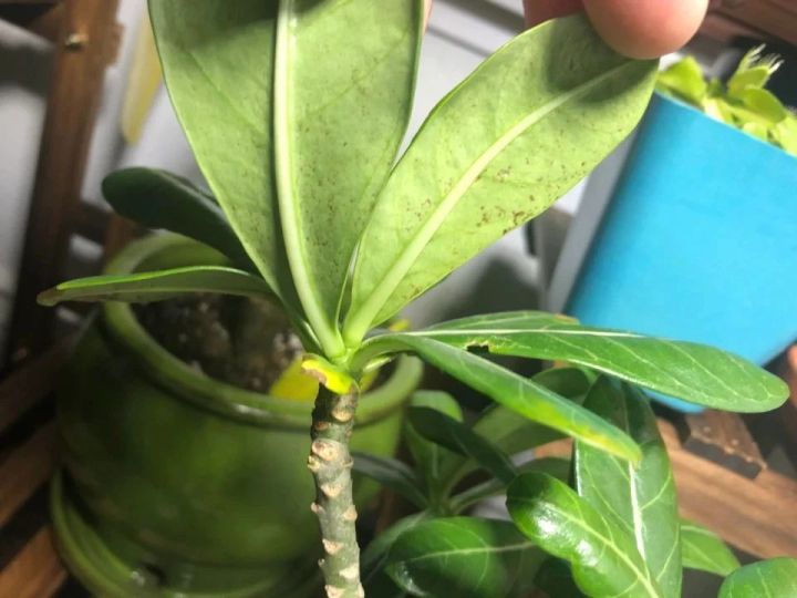 沙漠玫瑰有毒吗(沙漠玫瑰盆栽正确养殖方法分享)