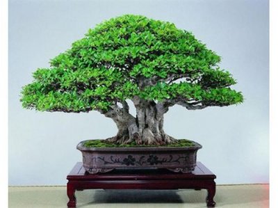 榕树怎么养长得好(榕树怎么养护与浇水)