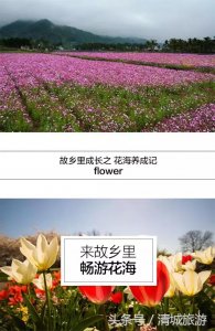 ​故乡里成长史之花海养成记