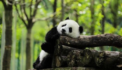 ​大熊猫冬眠的习性