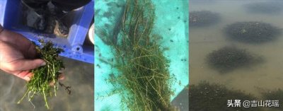 ​淡水小龙虾养殖技术（淡水小龙虾生态养殖技术）