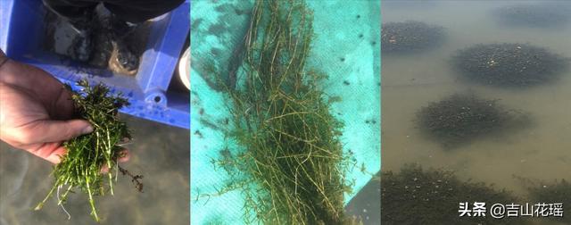 淡水小龙虾养殖技术(淡水小龙虾生态养殖技术)(1)