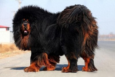 ​世界上体型最大的5种猛犬，藏獒在它们面前，看着像玩具