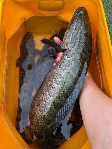 ​黑鱼的粮食有哪些，黑鱼饲料及配方大全