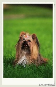 ​推荐给你一些小型狗狗品种，掉毛少，性格温顺亲人的～