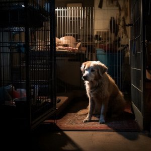 ​狗半夜叫个不停的原因