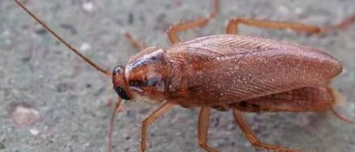 冬天还有蟑螂,冬天里还会有蟑螂吗图4