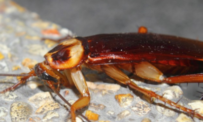 ​冬天还有蟑螂,冬天里还会有蟑螂吗