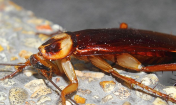 冬天还有蟑螂,冬天里还会有蟑螂吗图1