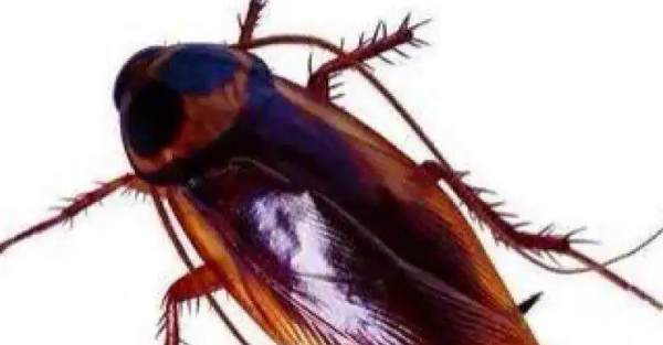 冬天还有蟑螂,冬天里还会有蟑螂吗图3