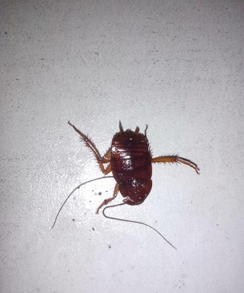 冬天会有蟑螂出来吗