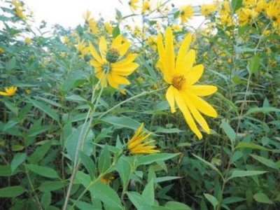 ​百吃不厌的鬼子姜