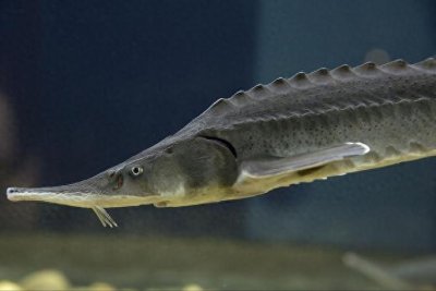 ​西伯利亚鲟的生物学特征，与不同年龄段下，各具特色的养殖技术